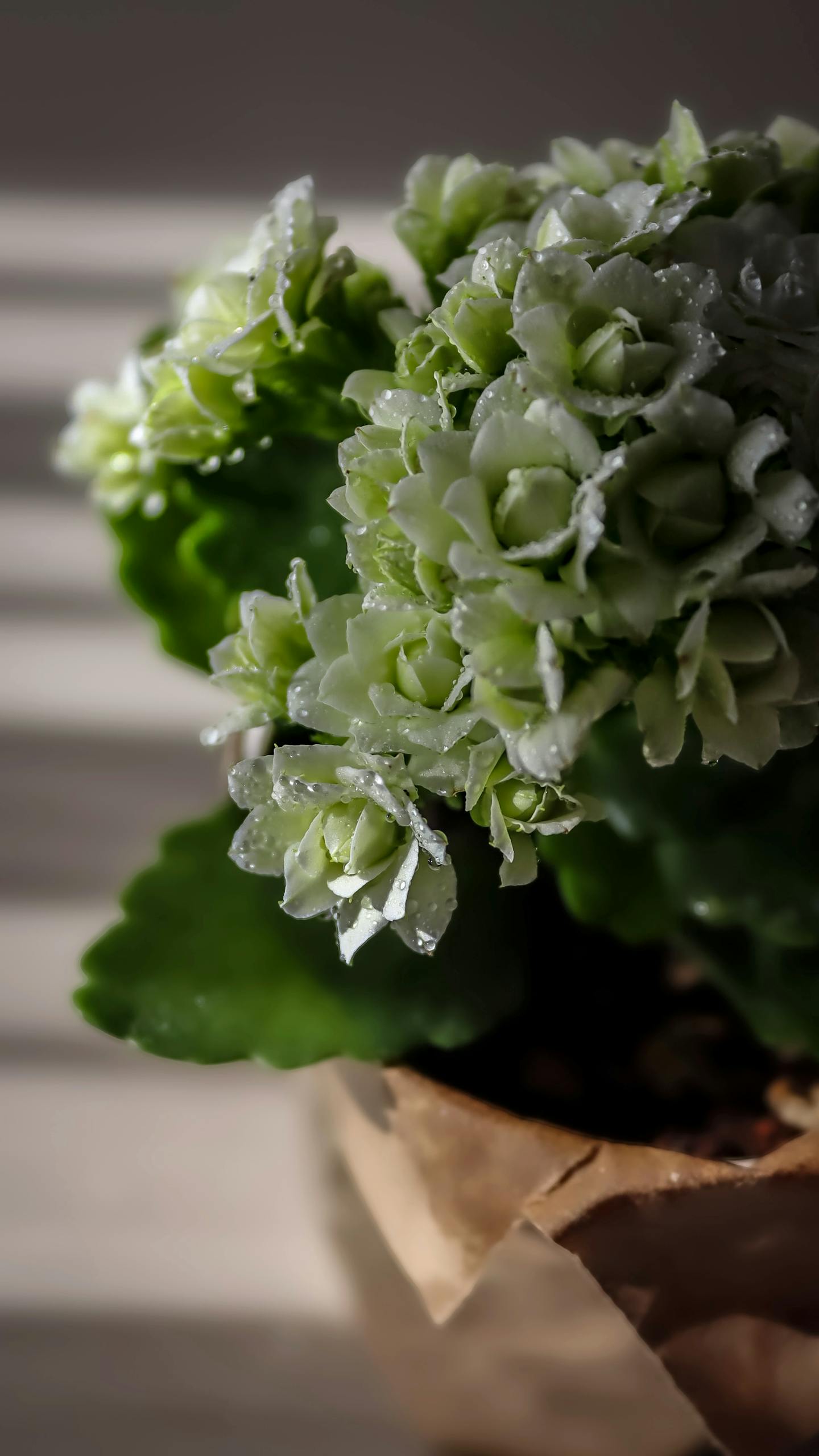 Beautiful dew-covered Kalanchoe Blossfeldiana in soft morning light.