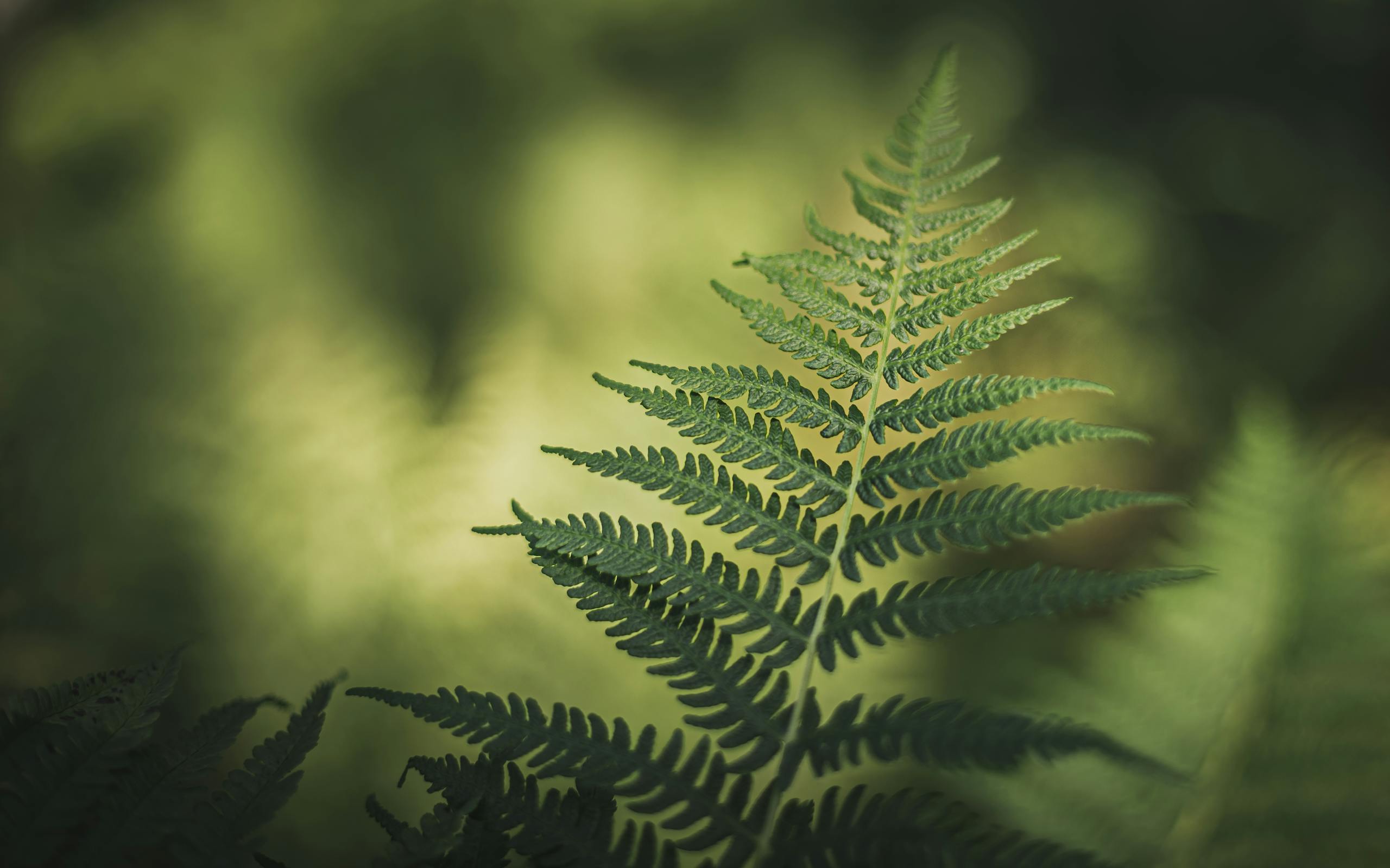 Close-up of a green fern leaf in a Polish forest with soft, blurred background.