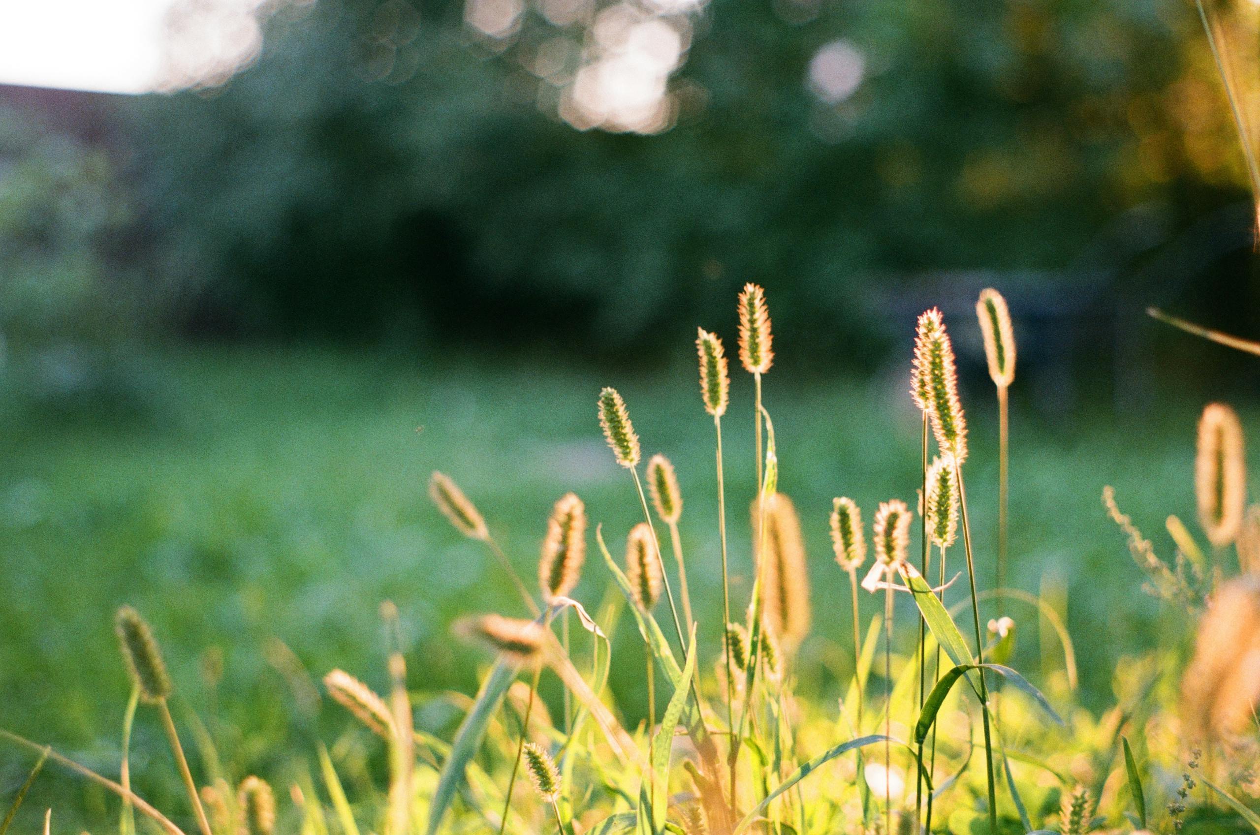 Close-up of cattail grass in a sunny field with a blurred background.