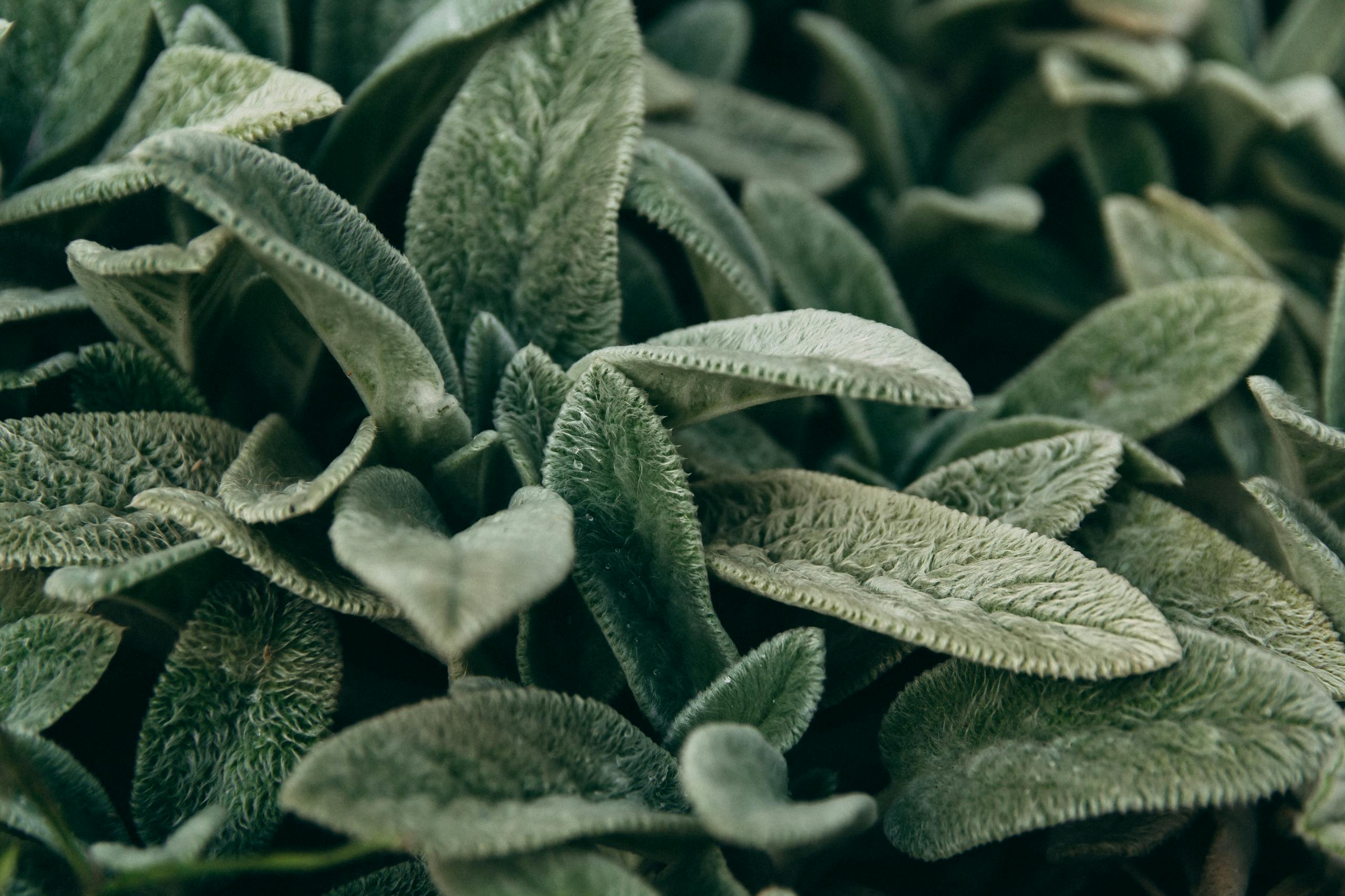 Detailed view of velvety green leaves with a natural texture and rich color.