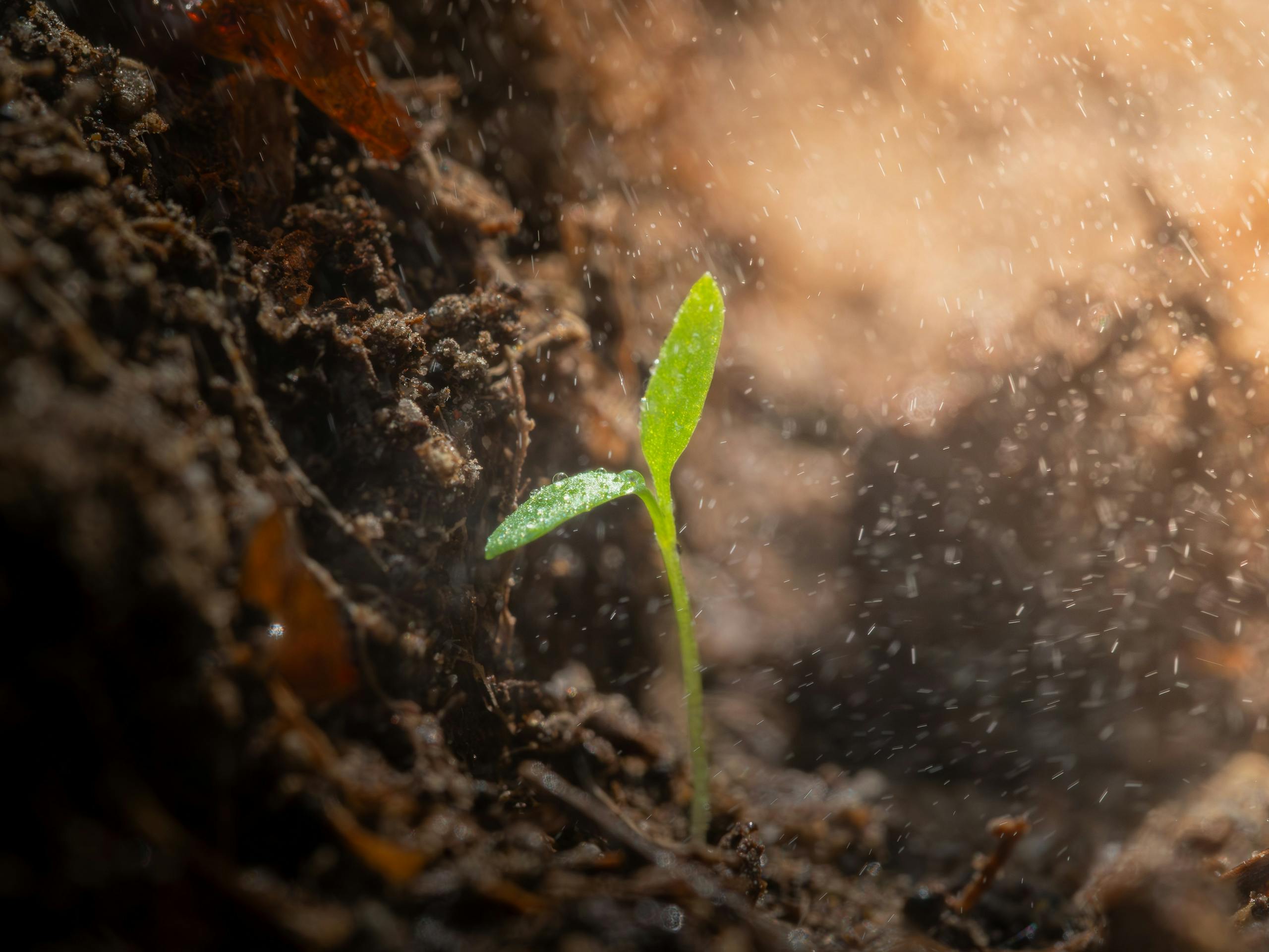Sprouting seedling in soil with mist, symbolizing growth and new beginnings.