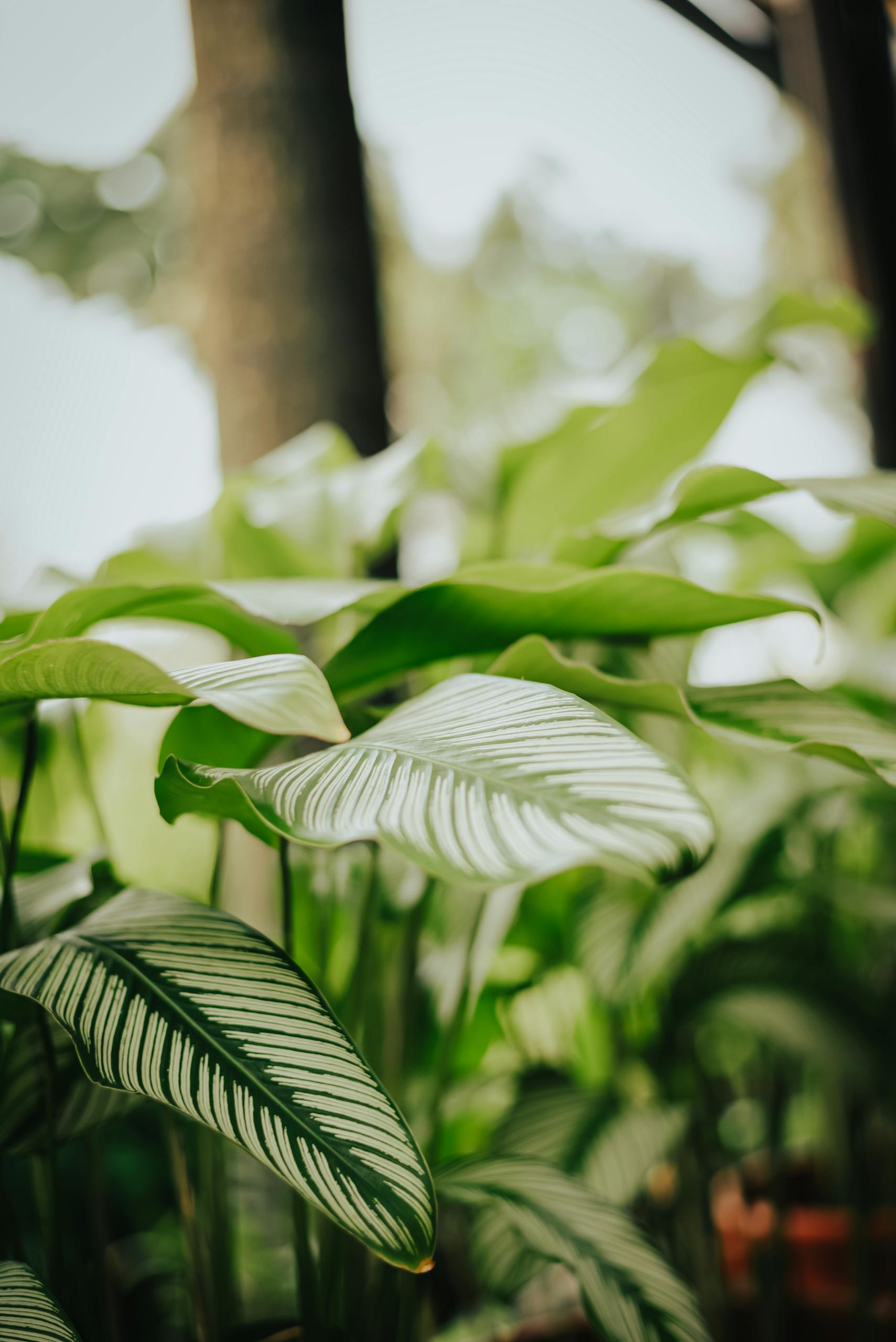 Vibrant Calathea Ornata leaves showcasing intricate patterns in a natural, serene setting.